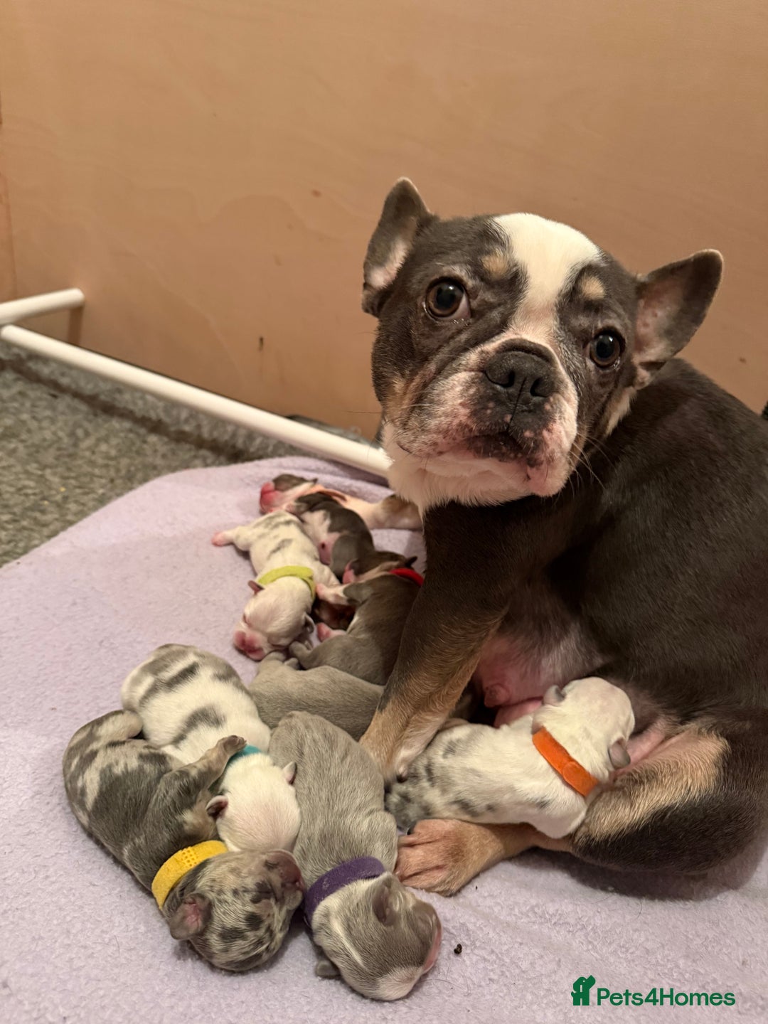 French Bulldog dogs for sale: Beautiful KC registered French Bulldog puppies - Advert 9