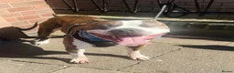 American Bull Staffy dogs for sale: 3yr old American staff looking for forever home - Advert 4