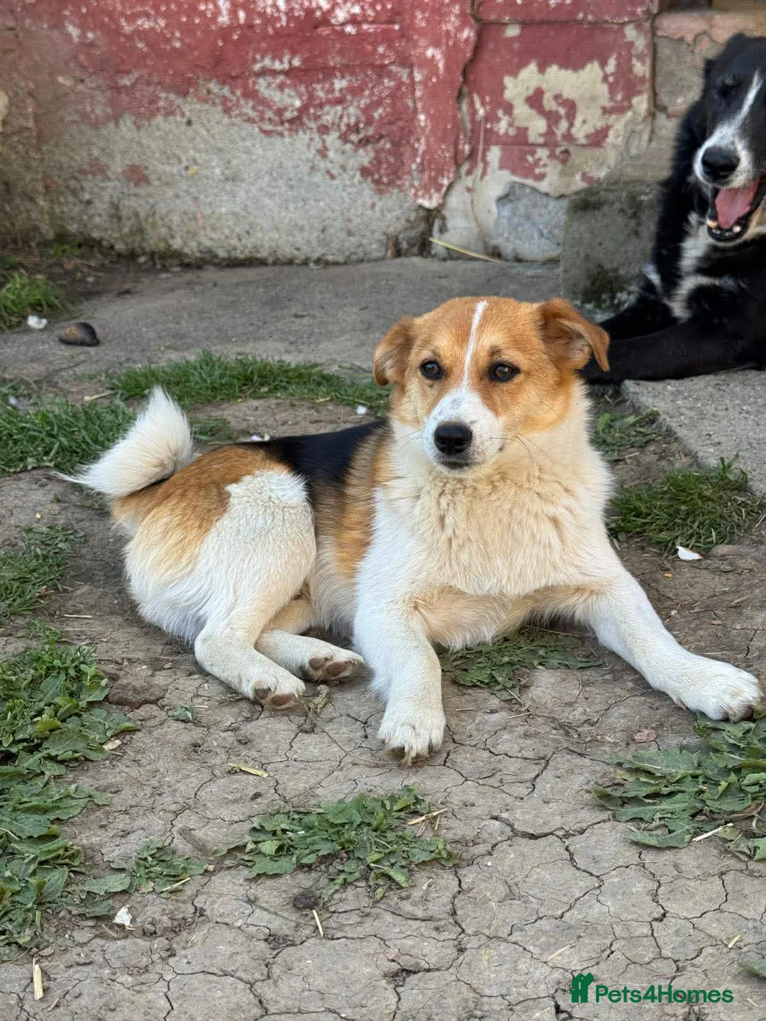 Mixed Breed dogs for adoption: Ella! in Staines - Advert 1