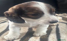 Mixed Breed dogs for sale: Patterdale X cocker spaniel  - Image 15