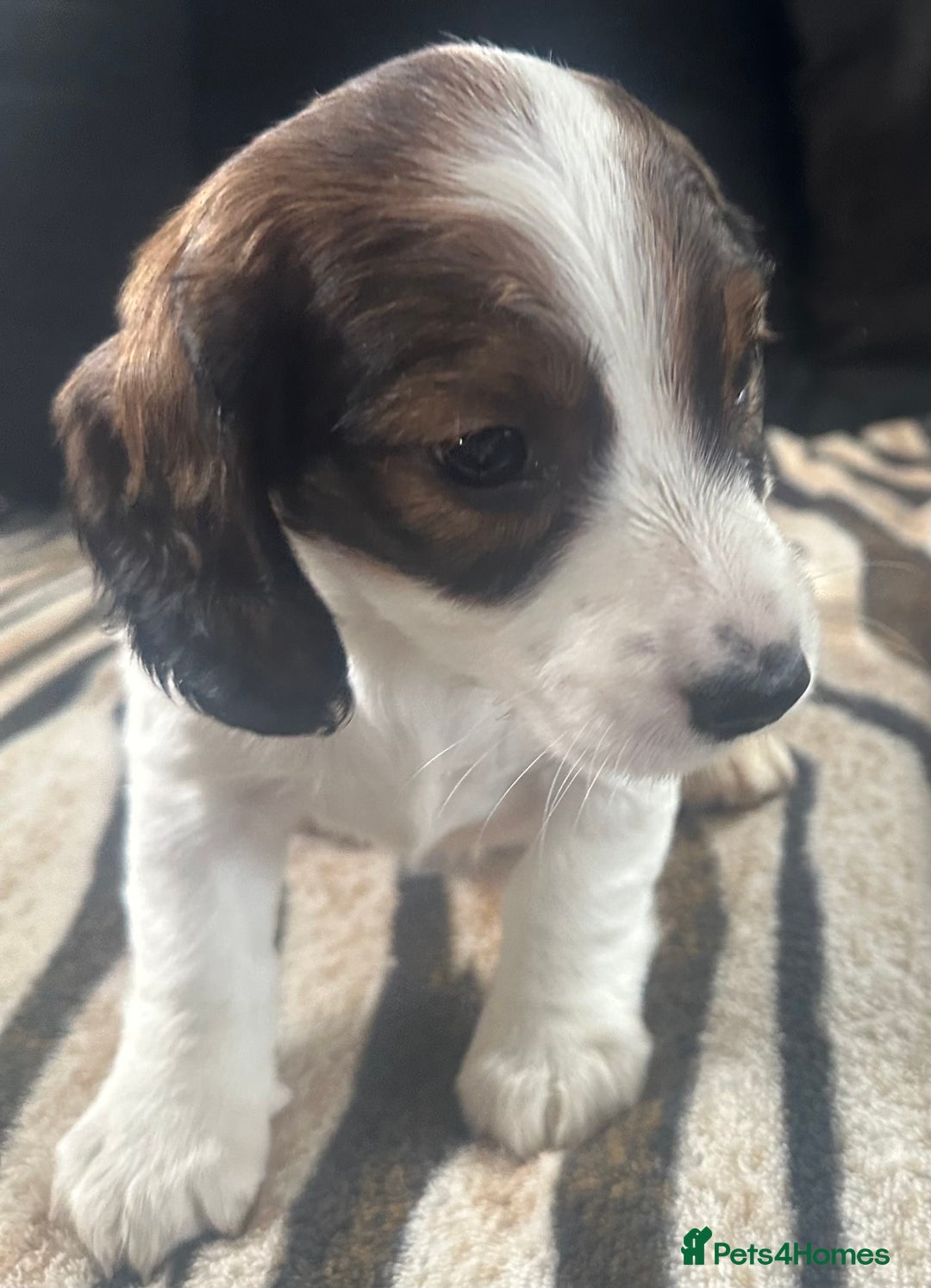 Mixed Breed dogs for sale: Patterdale X cocker spaniel  - Image 15