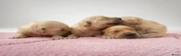 Golden Retriever dogs for sale: Beautiful Golden Retriever Puppies - Advert 22
