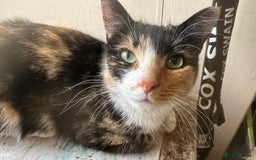 Mixed Breed cats for adoption: 1 year old tortie needs home of her own - Image 3