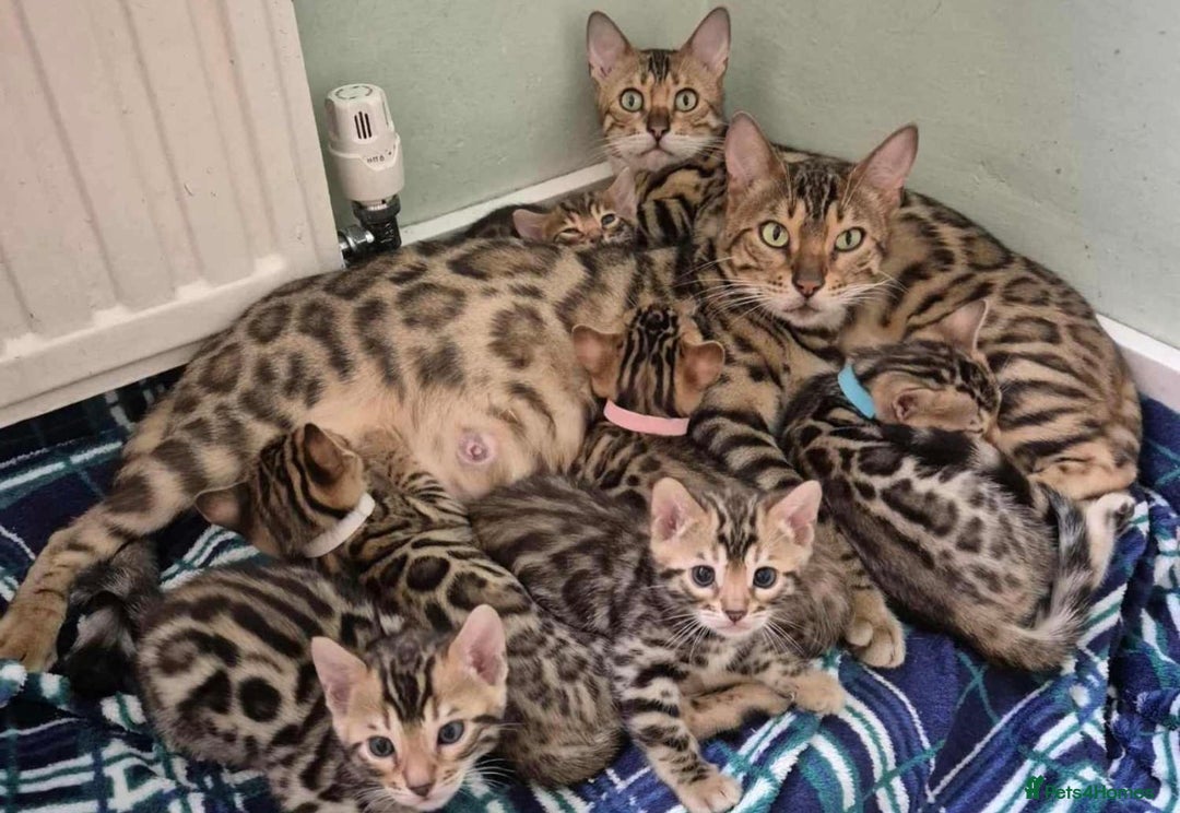 Bengal cats for sale: Gorgeous Bengal kitten - Advert 3