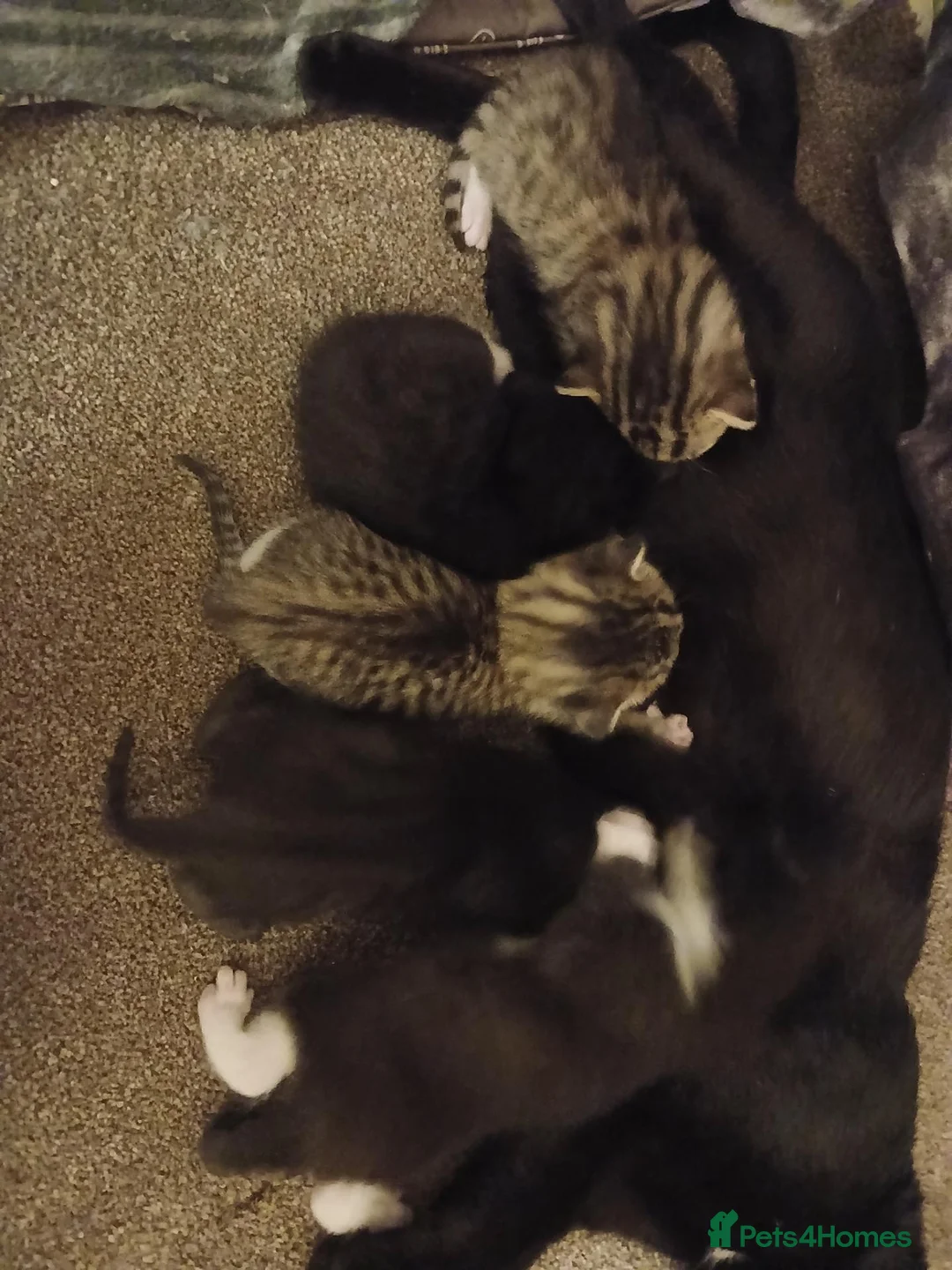 Mixed Breed cats for sale: 8 kittens  - Advert 3