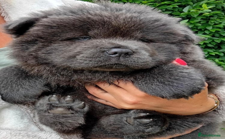 Chow Chow dogs - Advert 1