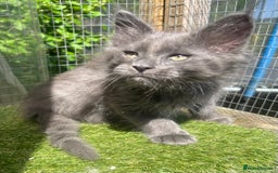 Maine Coon cats for sale: 🔥 TICA Maine coon kittens 🔥  READY NOW 💕💕 - Image 8