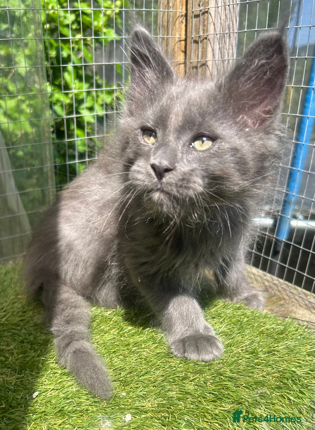 Maine Coon cats for sale: 🔥 TICA Maine coon kittens 🔥  READY NOW 💕💕 - Image 8