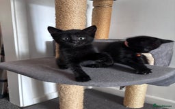 Mixed Breed cats for sale: Mixed breed Bengal kittens - Image 5