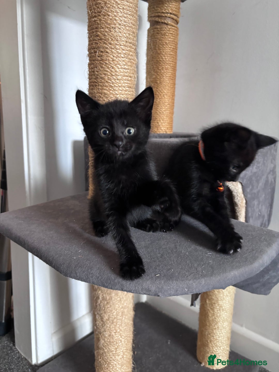 Mixed Breed cats for sale: Mixed breed Bengal kittens - Image 5