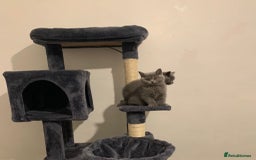 British Shorthair cats for sale: STUNNING BRITISH SHORTHAIR KITTENS  - Image 5