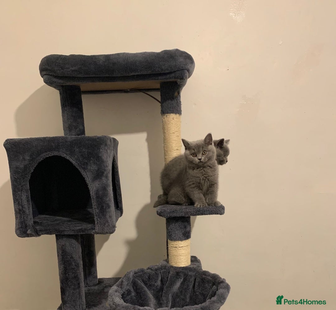 British Shorthair cats for sale: STUNNING BRITISH SHORTHAIR KITTENS  - Image 5