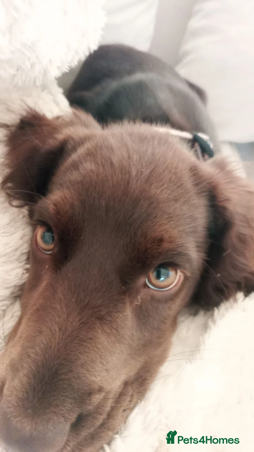 Cocker Spaniel dogs for sale: Liver cocker spaniel puppy girl  - Advert 2