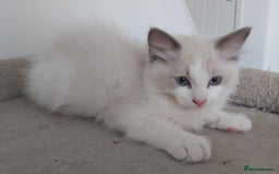 Ragdoll cats for sale: RAGDOLLS BOYS BICOLOUR VACCINATED MICROCHIPED  - Image 18