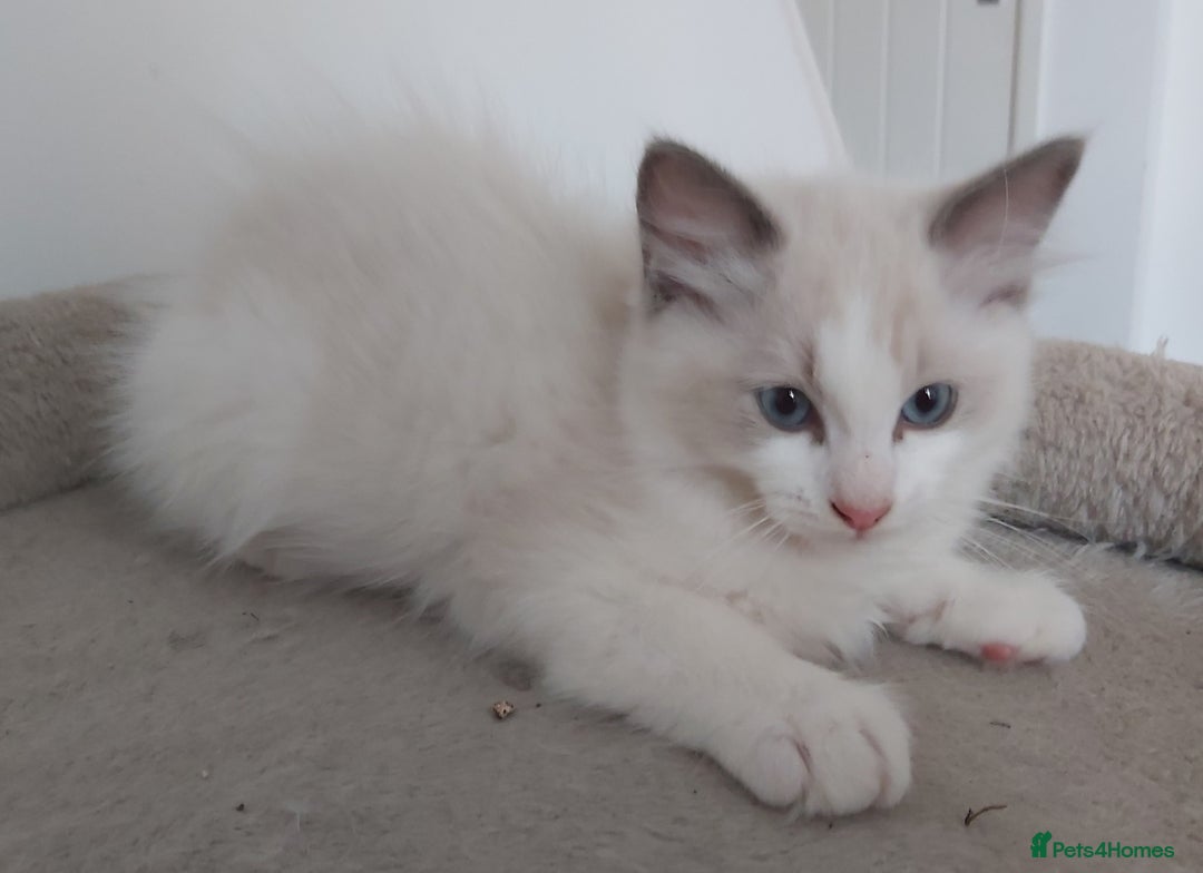 Ragdoll cats for sale: RAGDOLLS BOYS BICOLOUR VACCINATED MICROCHIPED  - Image 18