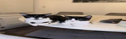 Australian Mist cats for sale: 3 beautiful kittens ready for adoption  in Coventry - Advert 2