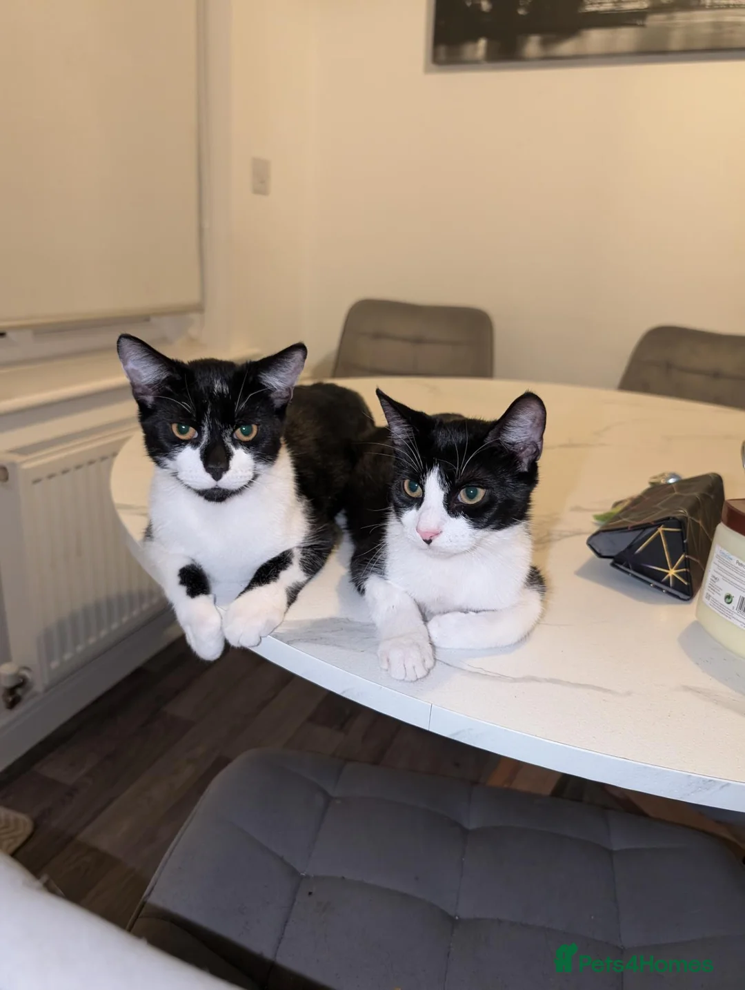 Australian Mist cats for sale: 3 beautiful kittens ready for adoption  in Coventry - Advert 2