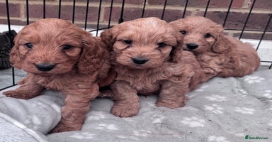 Cockapoo dogs - Advert 34