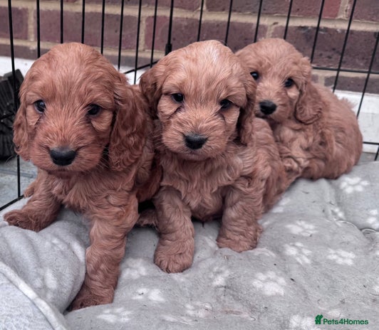 Cockapoo dogs - Advert 1