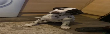 Dalmatian Puppy 1