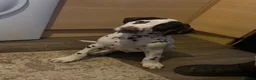 Dalmatian dogs for sale:  KC REGISTERED DALMATIAN PUPS  - Advert 14
