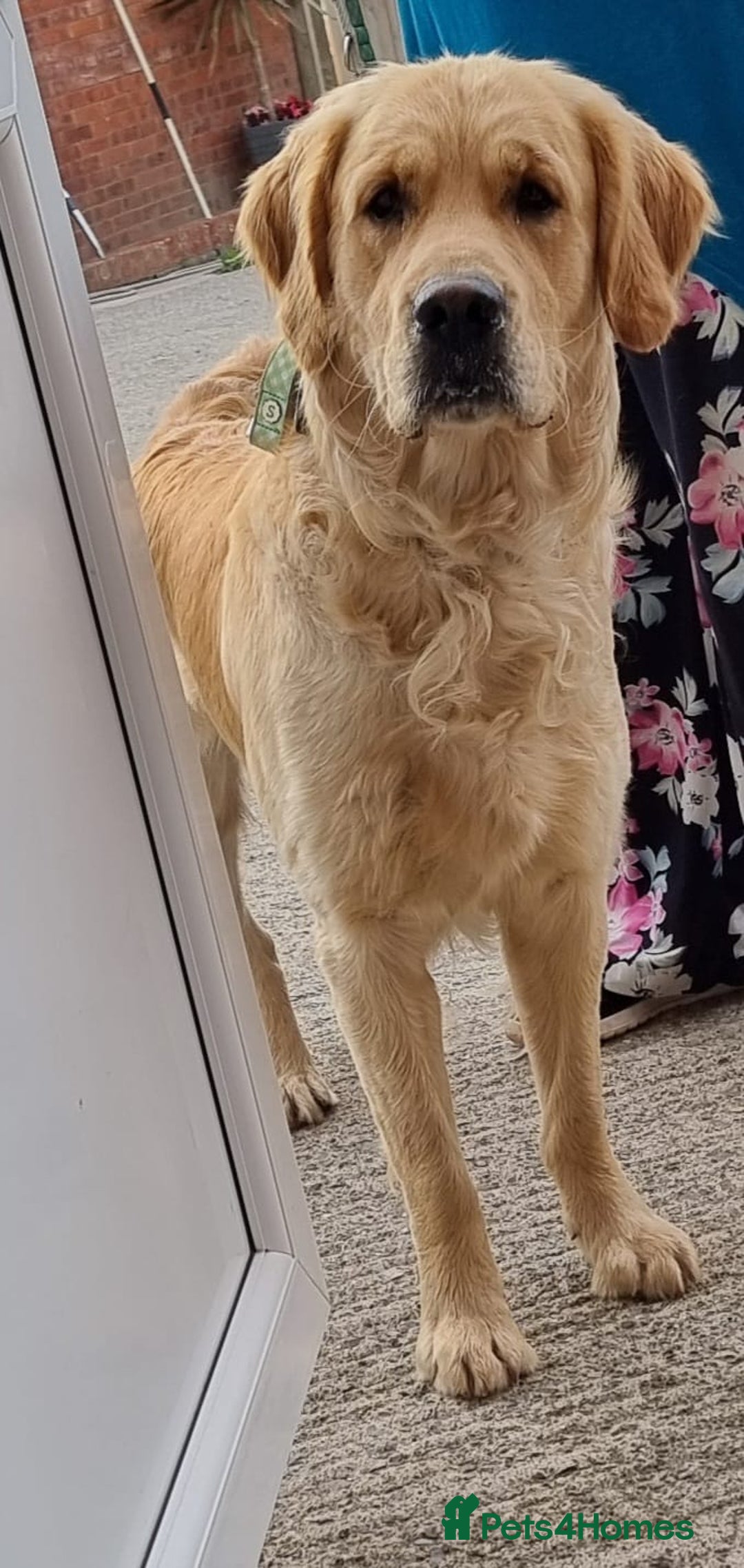 Golden Retriever dogs for stud: 0/0 Hips Proven Working Golden Retriever For Stud  in Taunton - Image 9