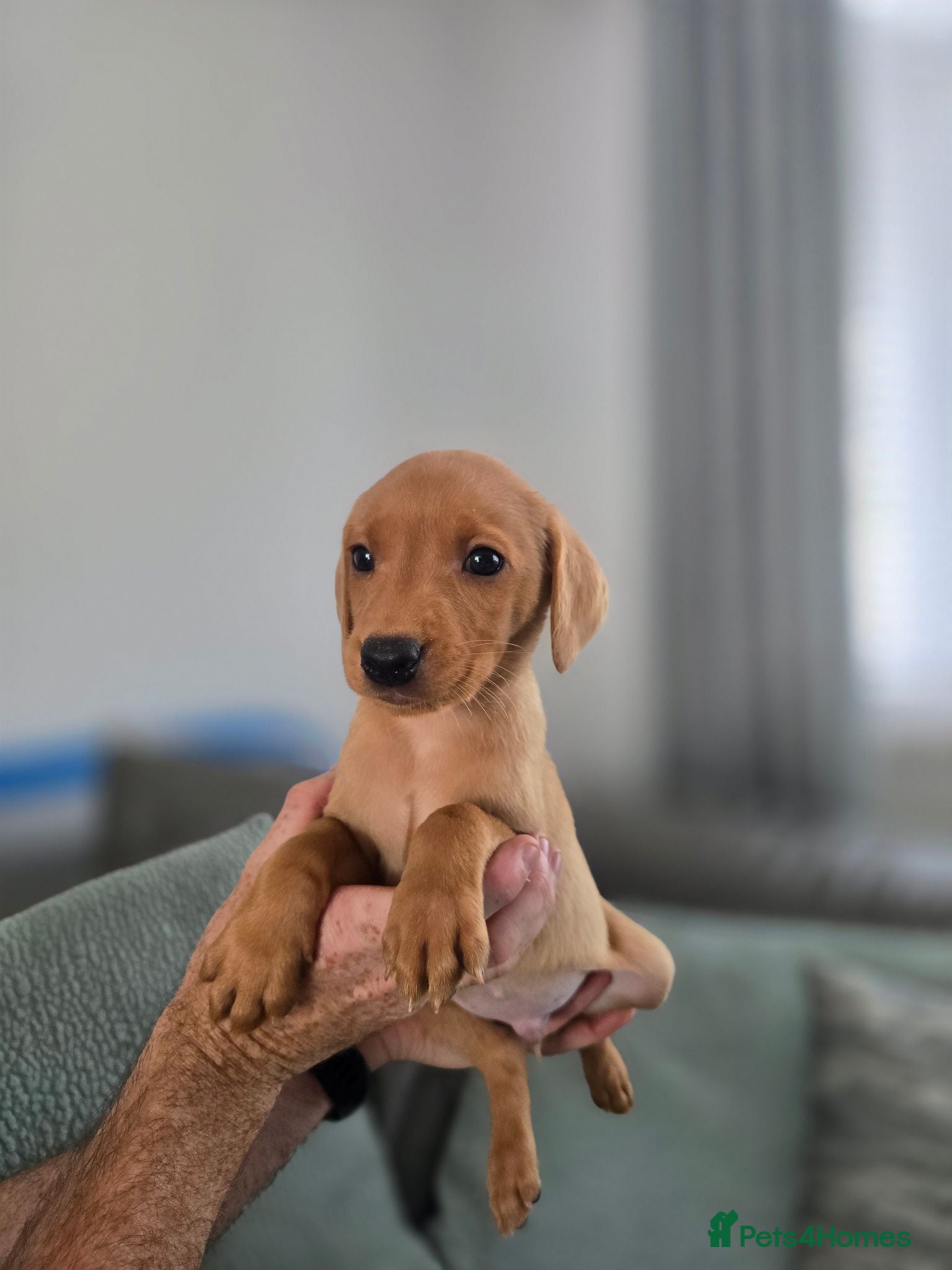 Labrador Retriever dogs Kc registered Fox red labrador puppies  - Advert 2