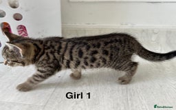 Bengal cats for sale: Gorgeous bengal kittens. READY NOW!!!! - Image 11