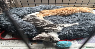 Mixed Breed cats - Advert 14