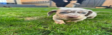 Miniature Dachshund 3