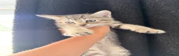 Mixed Breed cats for sale: Mixed breed tabby X ragdoll kittens - Advert 15