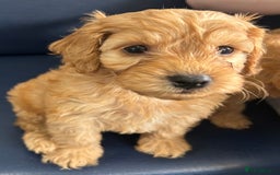Cockapoo dogs for sale: F2b Cockapoos  in Ebbw Vale - Image 5