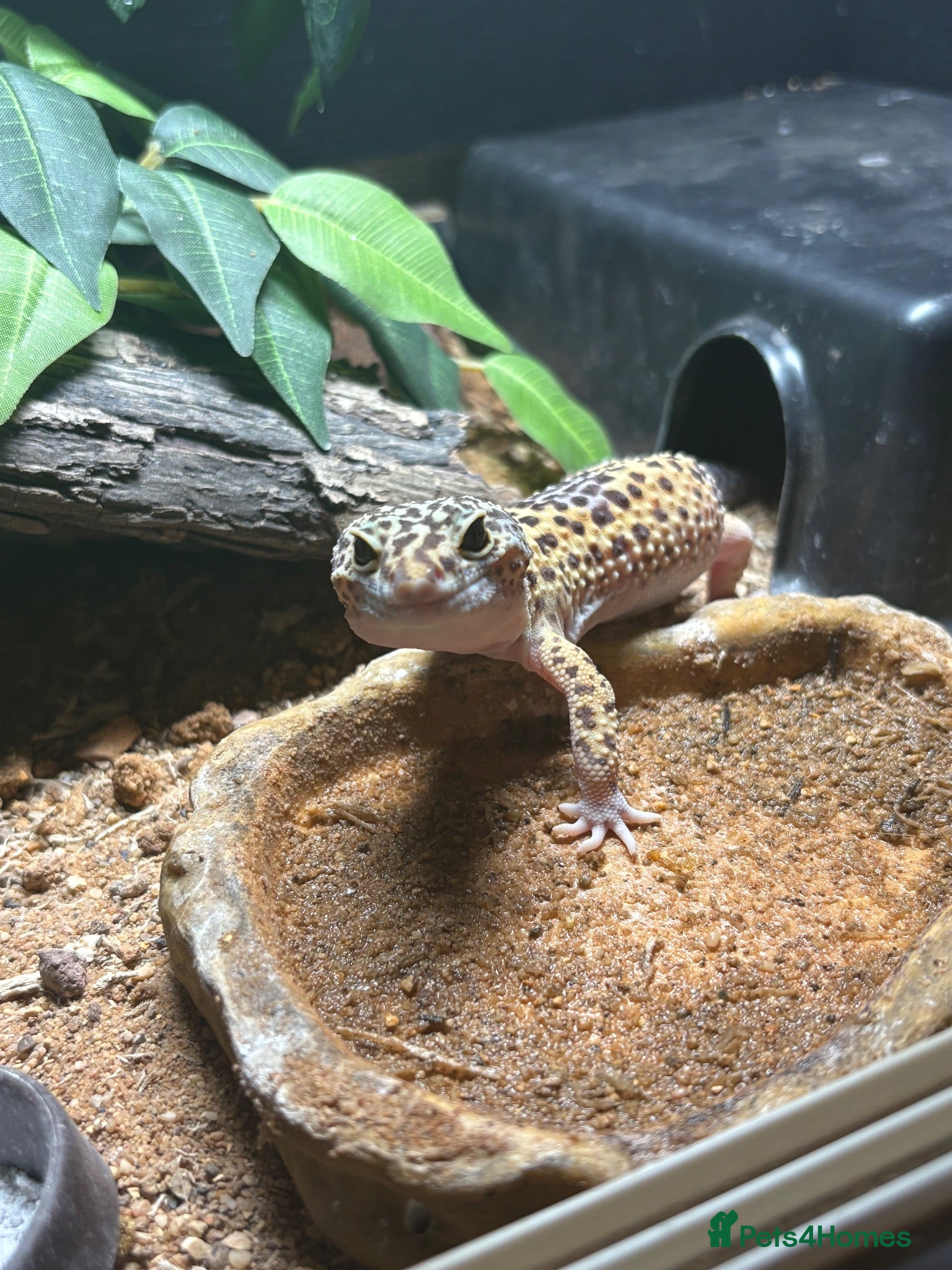 Leopard Gecko reptiles Leopard gecko - Advert 1