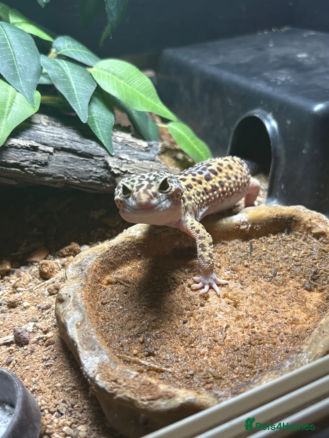 Leopard Gecko reptiles for sale: Leopard gecko - Advert 1