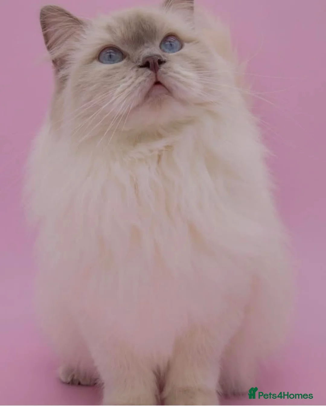 Ragdoll cats for sale: Stunning gccf lilac colourpoint boy available  - Advert 2