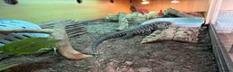 Monitor reptiles for sale: Female tegu-black & white Argentine  - Advert 2