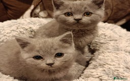 British Shorthair cats for sale: Blue British shorthairs kittens with GCCFpedigree - Image 4