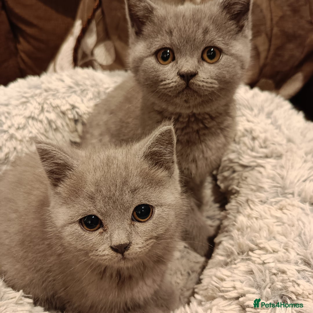 British Shorthair cats for sale: Blue British shorthairs kittens with GCCFpedigree - Image 4