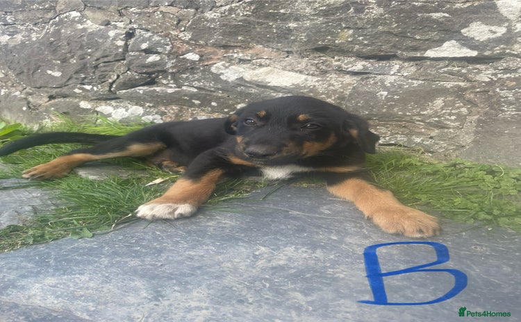 Mixed Breed dogs - Advert 1