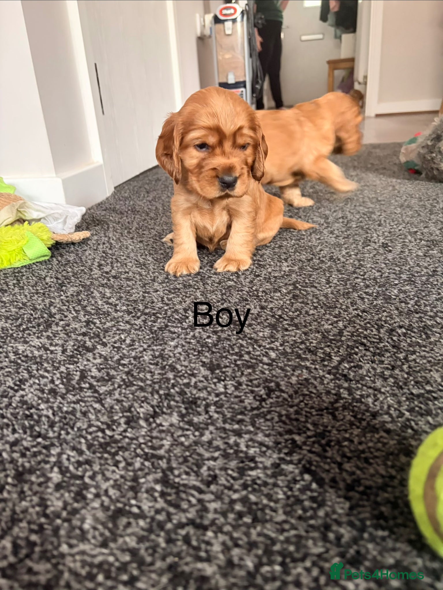 Cocker Spaniel dogs 1 boy show cocker spaniel puppies left - Advert 1