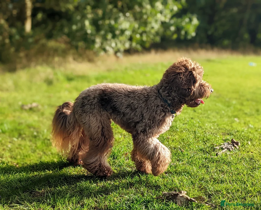 Cockapoo dogs for stud: DNA & BVA Heath Tested Chocolate Cockapoo STUD in Manchester - Advert 3