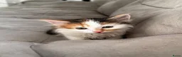 Mixed Breed cats for sale: 2x free female kittens mixed breed - Advert 8