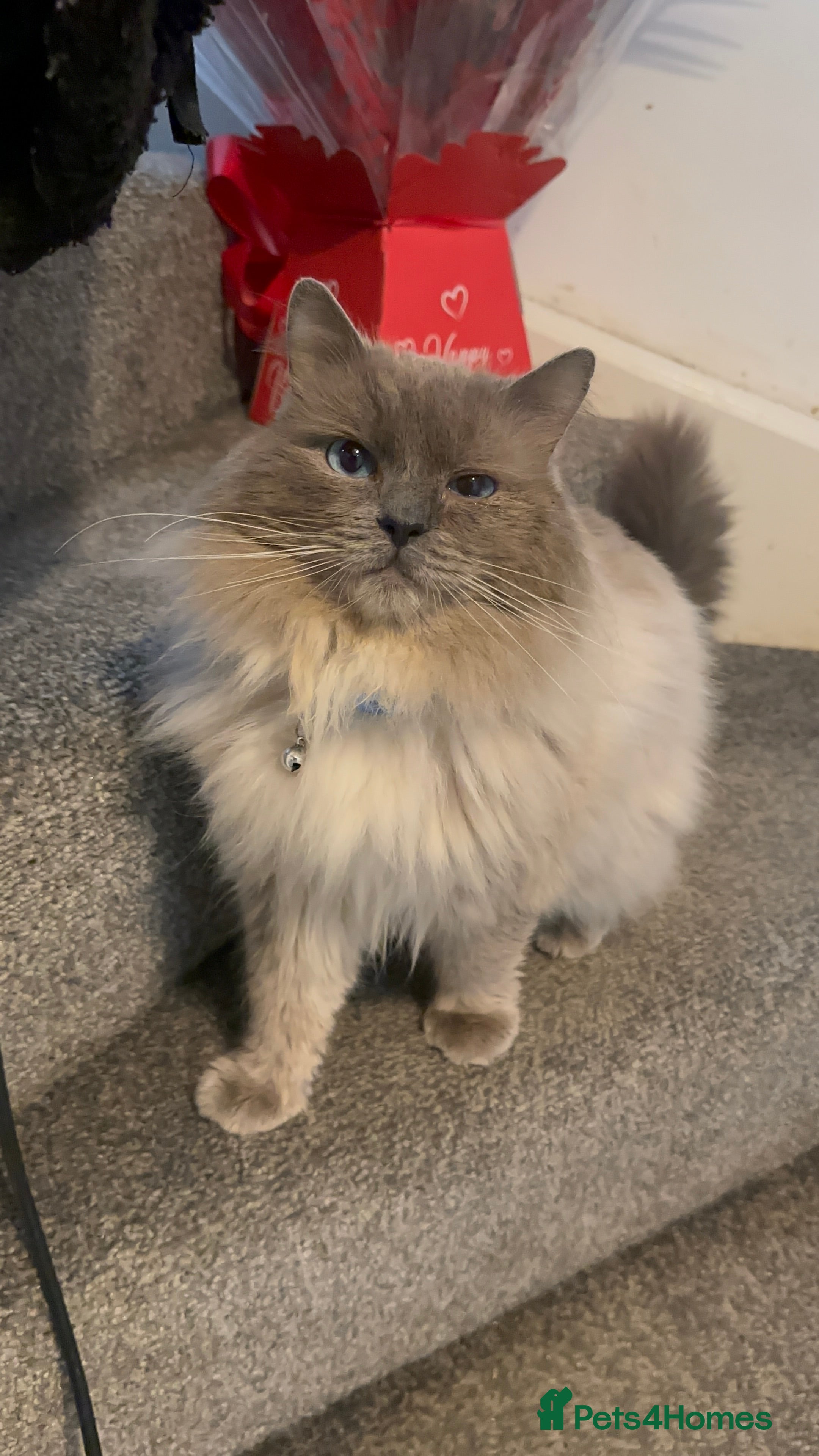 Ragdoll cats Proven Blue Point Ragdoll STUD - Advert 8