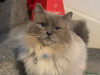 Ragdoll cats Proven Blue Point Ragdoll STUD - Advert 8