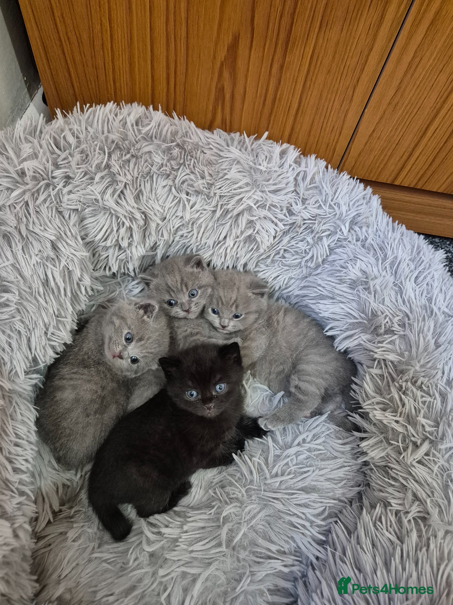British Shorthair cats British short hair kittens - Advert 2