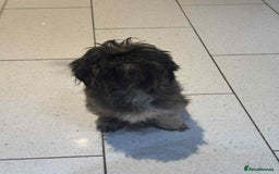 Shih Tzu dogs for sale: Lovely shihtzu female  - Image 3