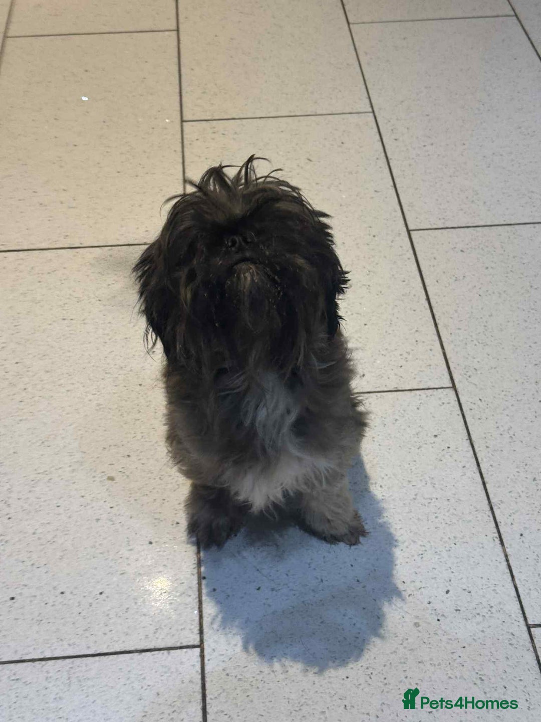 Shih Tzu dogs for sale: Lovely shihtzu female  - Image 3