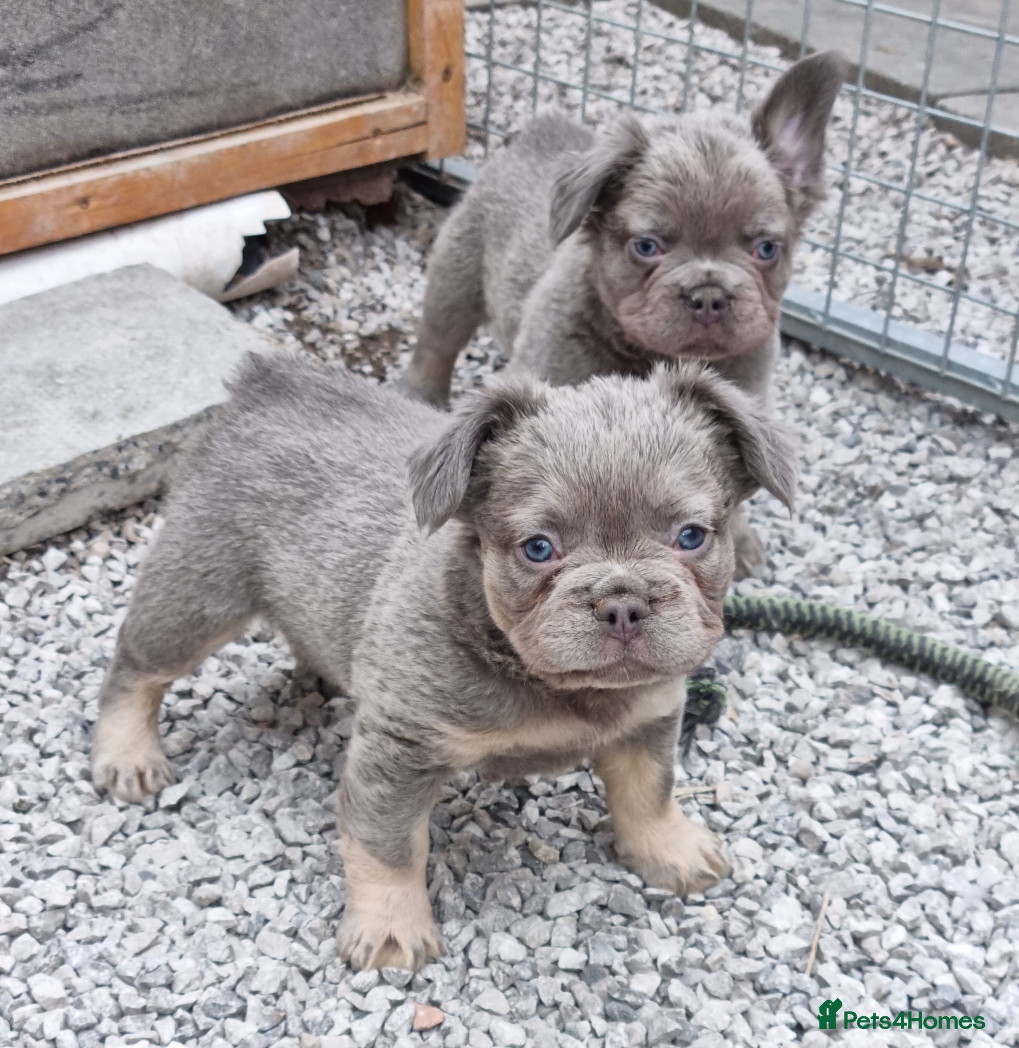 French Bulldog dogs Fluffy French Bulldog Pups - Advert 4
