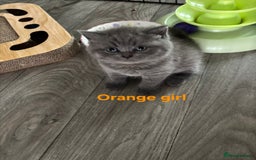 British Shorthair cats for sale: Blue British short hair kittens  in Braintree - Image 10