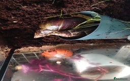 Snails invertebrates for sale: Baby Giant African Land Snails  - Image 4